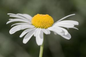 daisy close-up