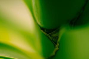 zimmerpflanze close-up foto