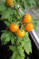 gele tomaten groeien in balkon foto
