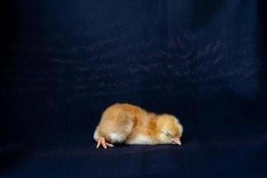 close-up Rhode Island rode baby chick op donkere zwarte doek textuur. foto