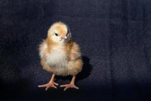 close-up Rhode Island rode baby chick op donkere zwarte doek textuur. foto