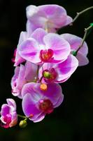 roze orchideeën op geïsoleerde zwarte achtergrond