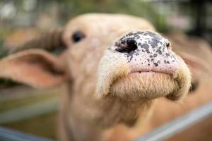 dichtbij de neus van witte buffels foto