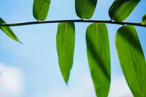close-up tot bamboe blad op de blauwe hemelachtergrond. foto