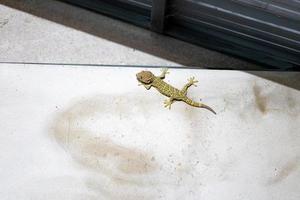 enge gekko klimt en plakt op de cementmuur in toilet - Zuidoost-Azië. foto