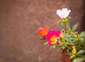 bloemen in een bloembak in het voorjaar foto