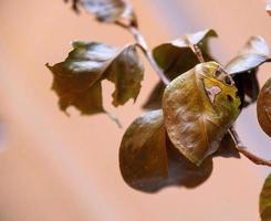 oud bruin blad van een plant foto