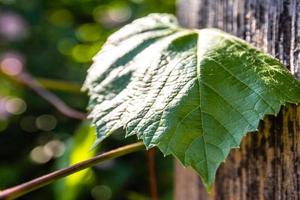 groen blad groeit over een rustieke houten paal foto