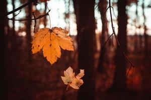 een esdoornblad aan een tak in de herfst foto