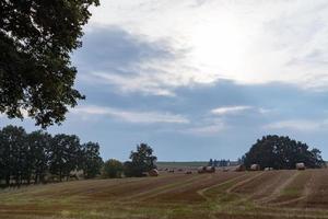 bos met veld in de zomer foto