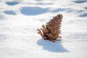 dennenappel in de sneeuw foto