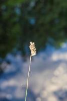 gras in de natuur foto