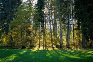 rand van het bos met zonlicht foto