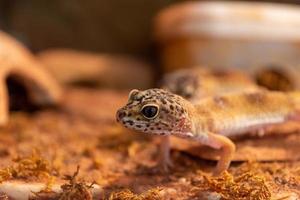 gekko in een terrarium close-up foto