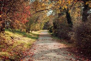 weg in het stadspark in de herfst foto