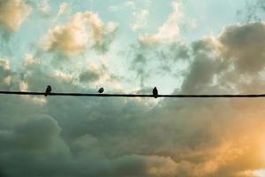 vogels op een hoogspanningslijn in de zonsondergang foto