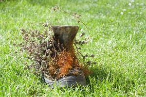 verweerde schoen met planten iii foto