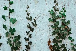 groene klimplanten op een huismuur foto