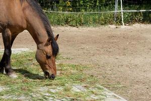 bruin paard grazen in een weiland of paddock foto