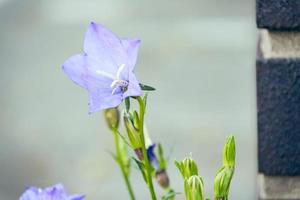 een close-up van een paarse klokjesbloem in de zomer foto