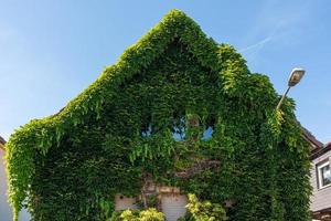 een oud huis bedekt met klimop foto