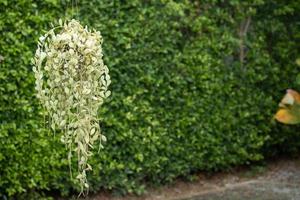 prachtige natuur weergave groen blad op wazig groen achtergrond kopie ruimte foto