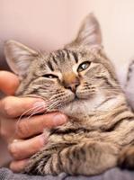foto van een marmeren kat met zijn gezicht wordt aangeraakt