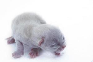 pasgeboren kitten foto