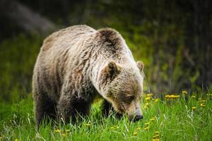 grizzlybeer (ursus arctos horribilis)