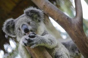Australische koala