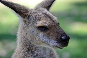 Australische kangoeroe hoofd geschoten foto