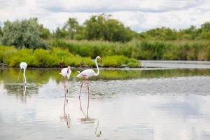 wilde flamingovogels in het meer in camargue, frankrijk, provence foto