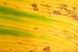 textuur van geel bananenblad met vuil op bladeren foto