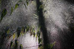 planten water geven in het bos foto