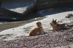 honden spelen op het strand foto