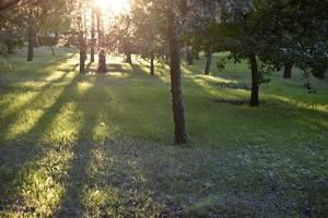 zonnig avondlicht in het park door boomtakken en gras foto