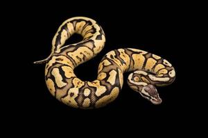 vrouwelijke bal python. vuurvlieg morph of mutatie foto