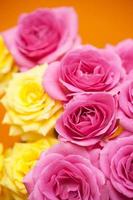 roze rozen foto
