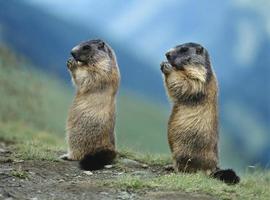 twee marmotten foto