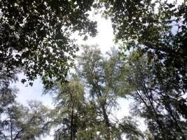 bomen in het bos met een hemelachtergrond foto