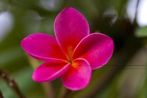 frangipani (plumeria rubra) bloesem in roze, close-up
