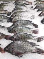 verse vis op ijs op de vismarkt foto