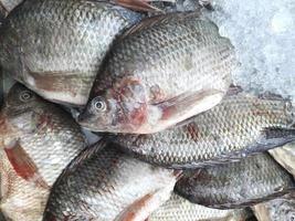 verse vis op ijs in de markt om te koken. nieuwe grondstoffen uit zee thailand. goed lekker gezond eten foto