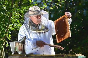 ervaren senior imker die na het zomerseizoen inspectie maakt in de bijenstal foto