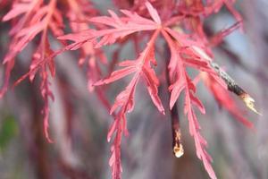 gespleten blad Japanse esdoorn bladeren close-up foto