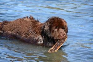 bruine hond uit Newfoundland die een stok haalt in de oceaan foto