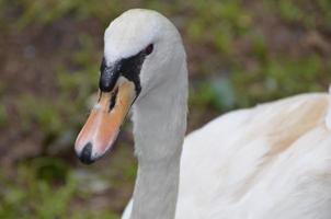 mooi gezicht van een witte zwaan in het wild foto