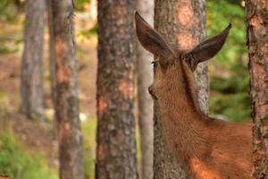 doe starend in de verre bossen foto