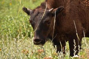 bizonkalf kijkt door gras in een veld foto