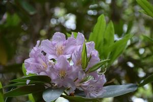 mooie lichtpaarse rododendron bloeit aan een struik foto